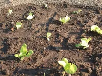 Garten 13.04.09 016.webp