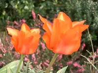 CIMG5275.webp