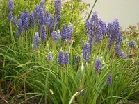 CIMG5279.webp