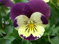 CIMG5282.webp