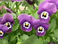 CIMG5284.webp