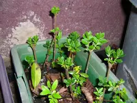 CIMG4323.webp