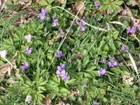DSCN5745.webp