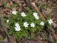 DSCN5746.webp