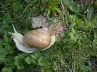 DSCN5725.webp