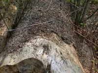 DSCN5729.webp