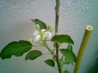 Apfelblüte.webp
