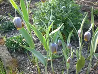 Wanderung 4 09 005.webp