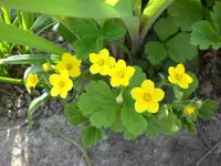 Wanderung 4 09 008.webp