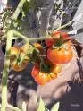 Santorinitomaten.webp