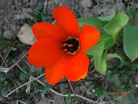 CIMG0626.webp