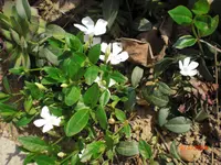 CIMG0629.webp