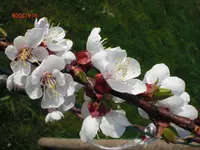 CIMG0632.webp