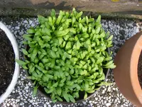 Gartenkresse2.webp