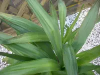 Yucca1.webp