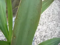 Yucca3.webp