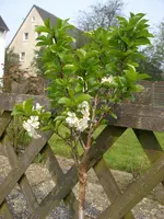 zwerkirsche.webp