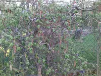 Baum 1.webp