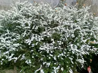 Baum 2.webp