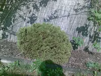 Baum 3.webp