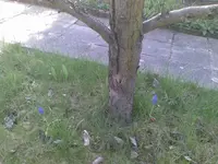 Baum 5.webp