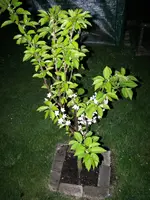 100_4496.webp