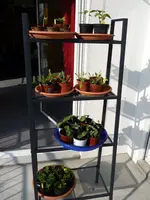 Anzucht Balkon.webp