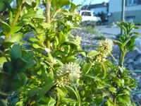 buchsblüte.webp