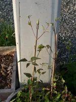Clematis.webp