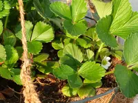 Erdbeere.webp