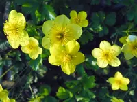 Golderdbeere.webp