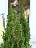 Konif mit Knospen.webp