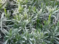 Lavendel.webp