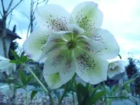 Lenzrose.webp