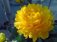 Ranunkel.webp