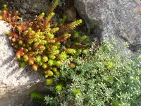 sedum.webp