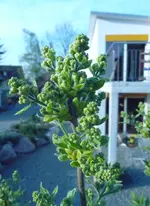 Syringa.webp