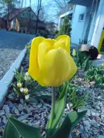 Tulpe1.webp