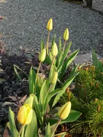 tulpe2.webp