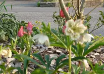 tulpe Lenzrose.webp