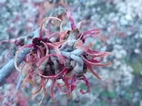 Zaubernuss rot.webp