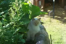 beauty_schweine.webp