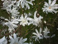 DSCN5696.webp