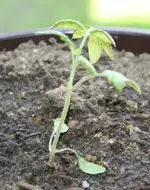 tomate.webp