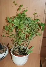 pflanze.webp