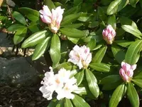 RhodiBeet3.webp