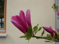 DSCN5822.webp