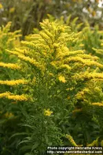 d06_1939_solidago-gigantea.jpg