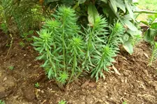 CIMG4938.webp