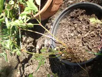 DSCF3641.webp